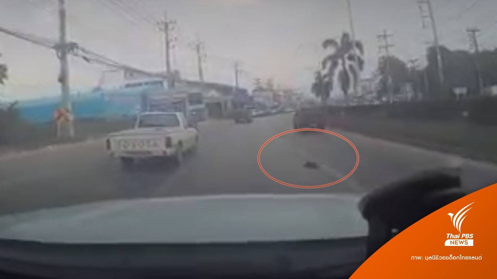 โซเชียลตามหาคนก่อเหตุโยนลูกหมาลงถนน