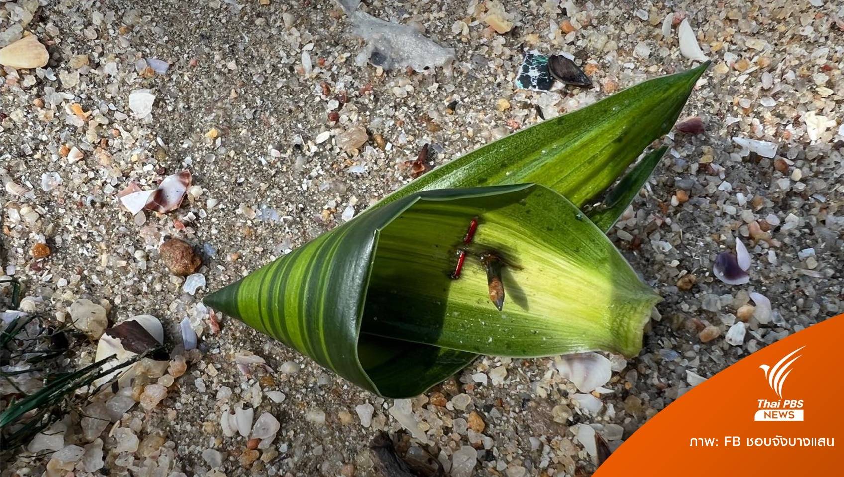 เก็บทั้งวัน! ตะปูกระทงเกลื่อนหาดบางแสน