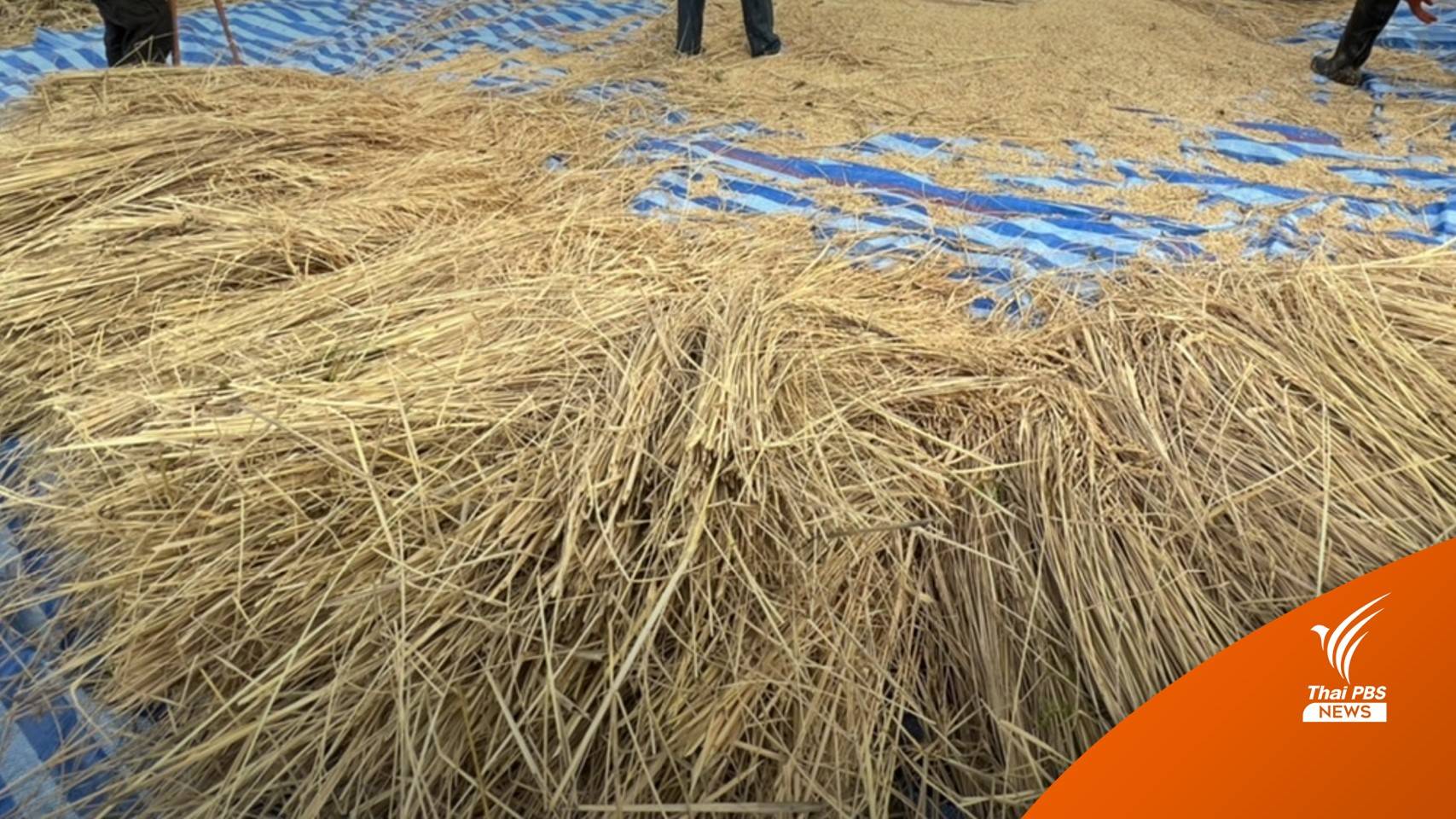 อีสานจับตาโควิด "คลัสเตอร์เกี่ยวข้าว-รถนักเรียน"ตัวเลขขยับ