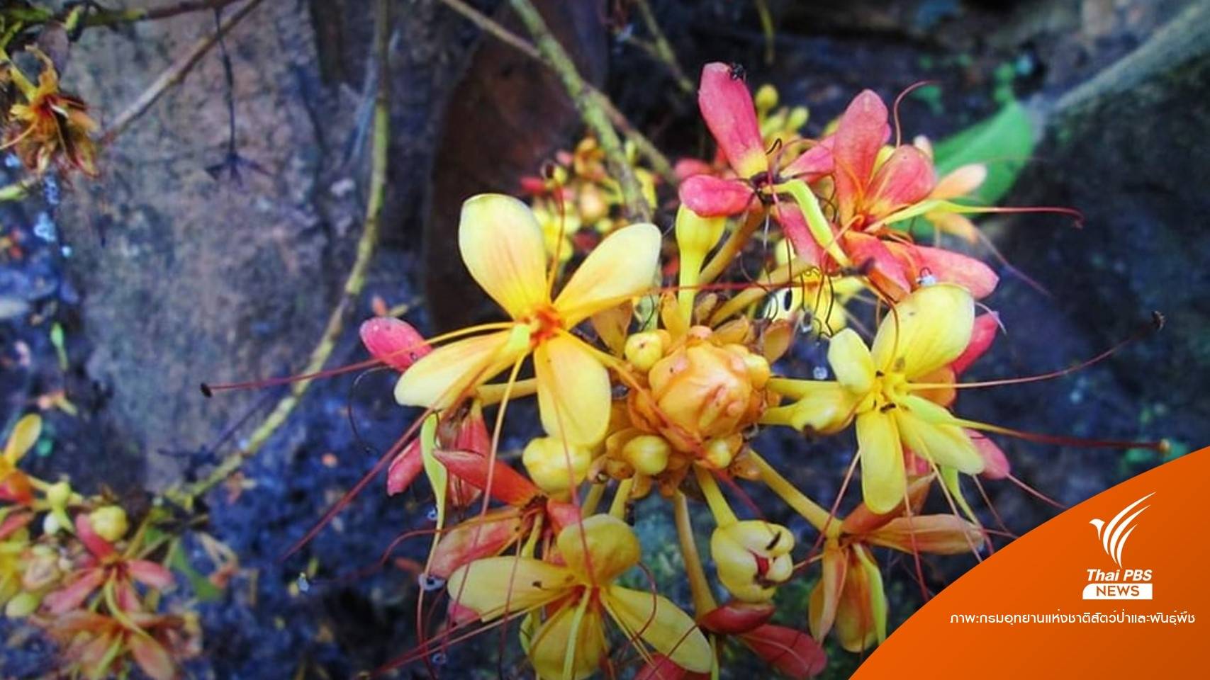 บานสะพรั่ง "โสกเหลืองแม่เมย" พืชหายากชนิดใหม่ของโลก