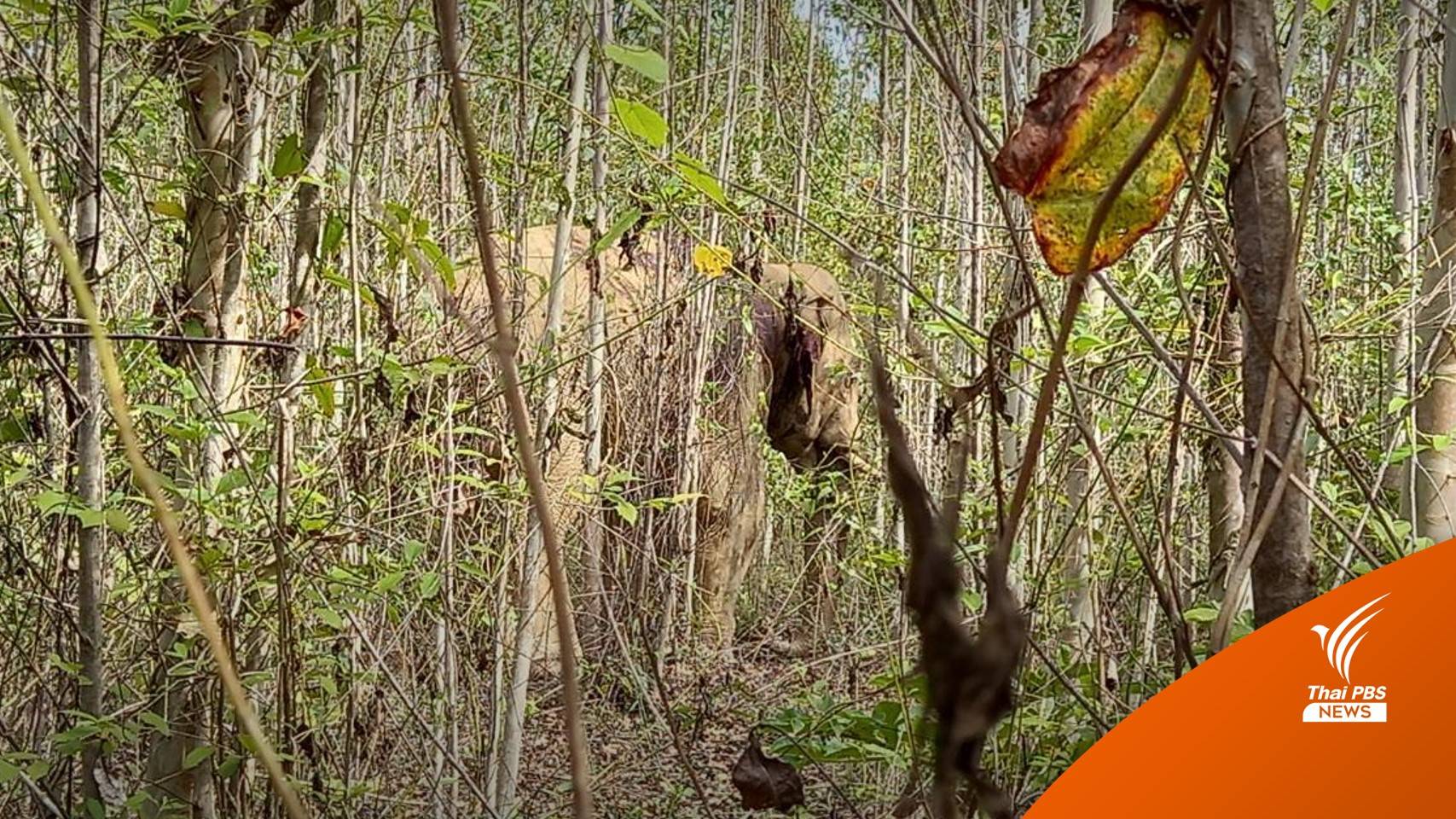 เร่งติดตาม "ช้างป่าถูกยิง" ห่วงอาการบาดเจ็บ-เสี่ยงติดเชื้อ