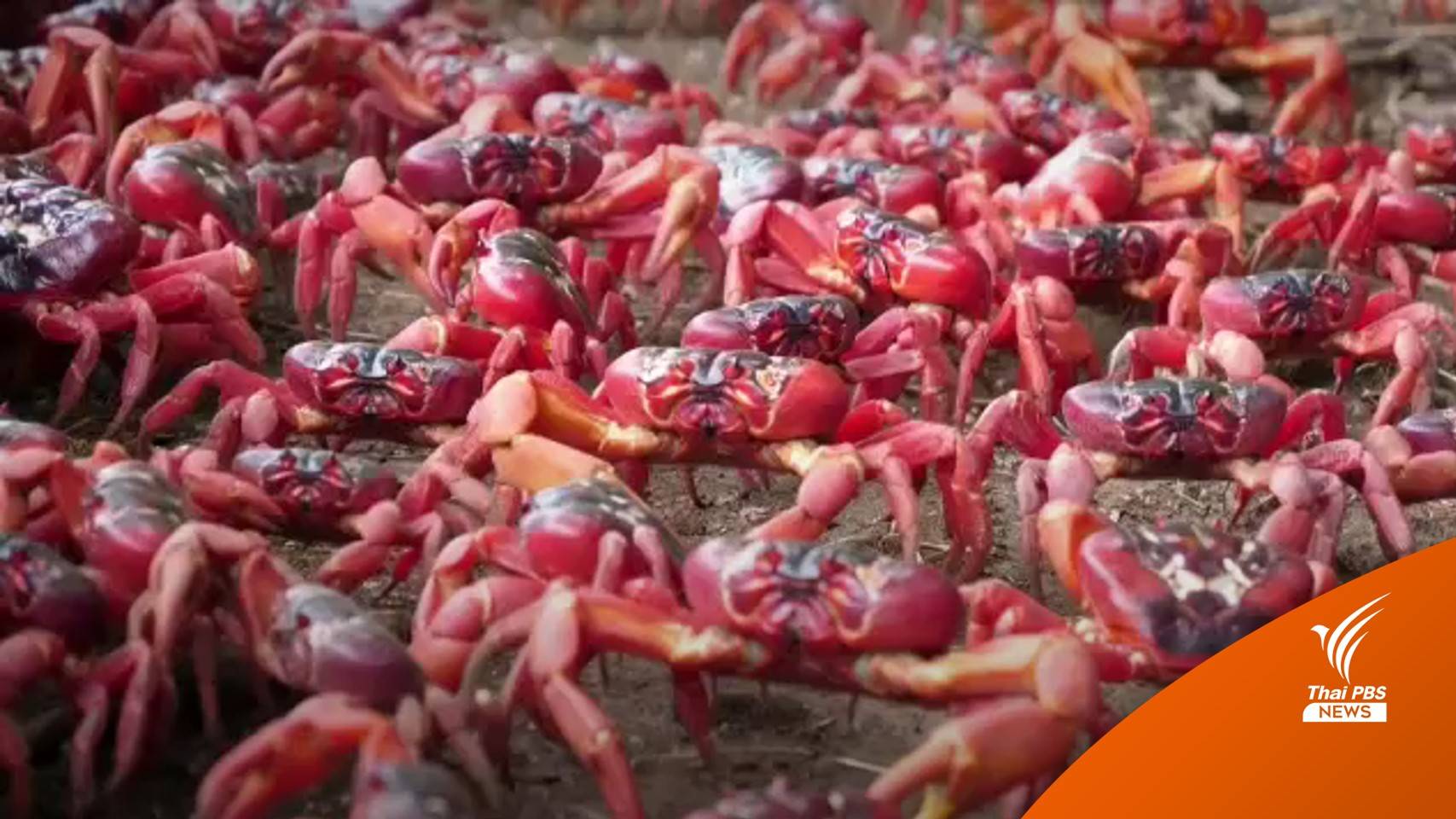 ปีละครั้ง "ปูแดง" ออสเตรเลีย อพยพออกจากป่าไปผสมพันธุ์-วางไข่