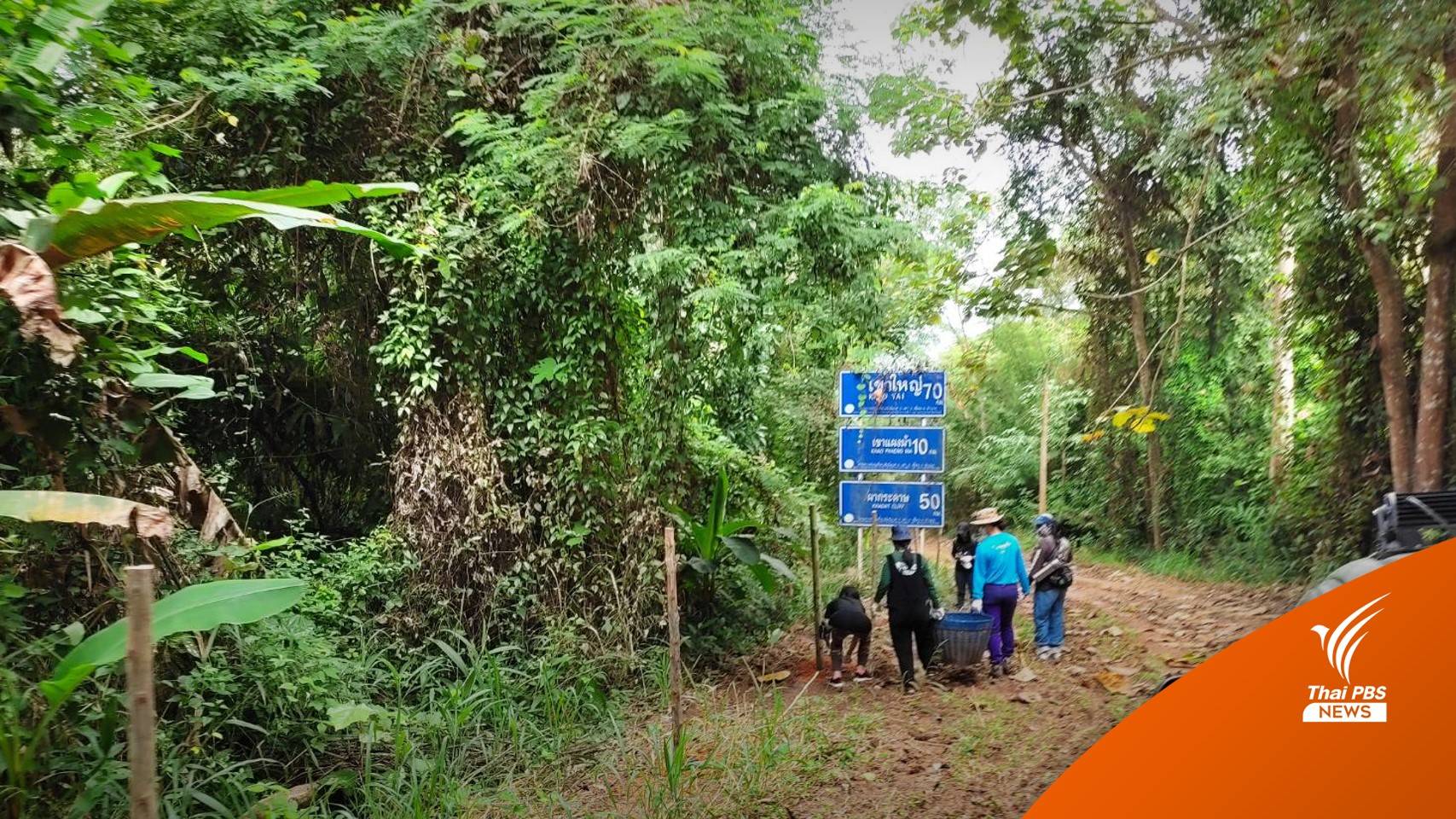 "เขาใหญ่" ทำแนวรั้ว 2 กม.จุดฟันหลอกั้นกระทิงหนีออกจากป่า