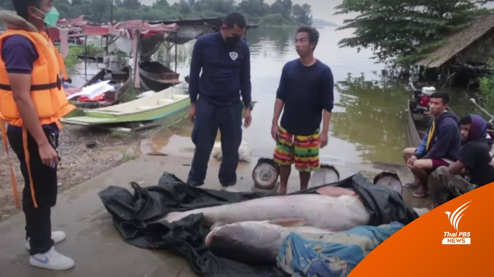 "เทศกาลล่าปลาบึก" เปิด 3 วัน จับได้ 20 ตัว ใหญ่สุด 182 กก.