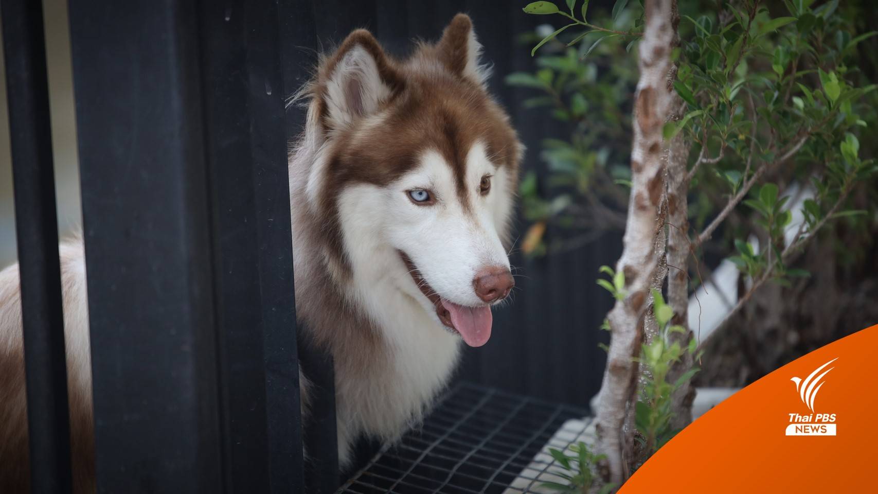 อย่าลืมปิดรั้ว ระวัง "หมา-แมว" ตกใจเสียงพลุเตลิดหายออกบ้าน