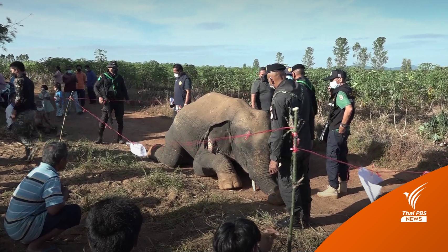 ช้างป่าเขาอ่างฤาไน ถูกไฟช็อตตายกลางไร่มันสำปะหลัง