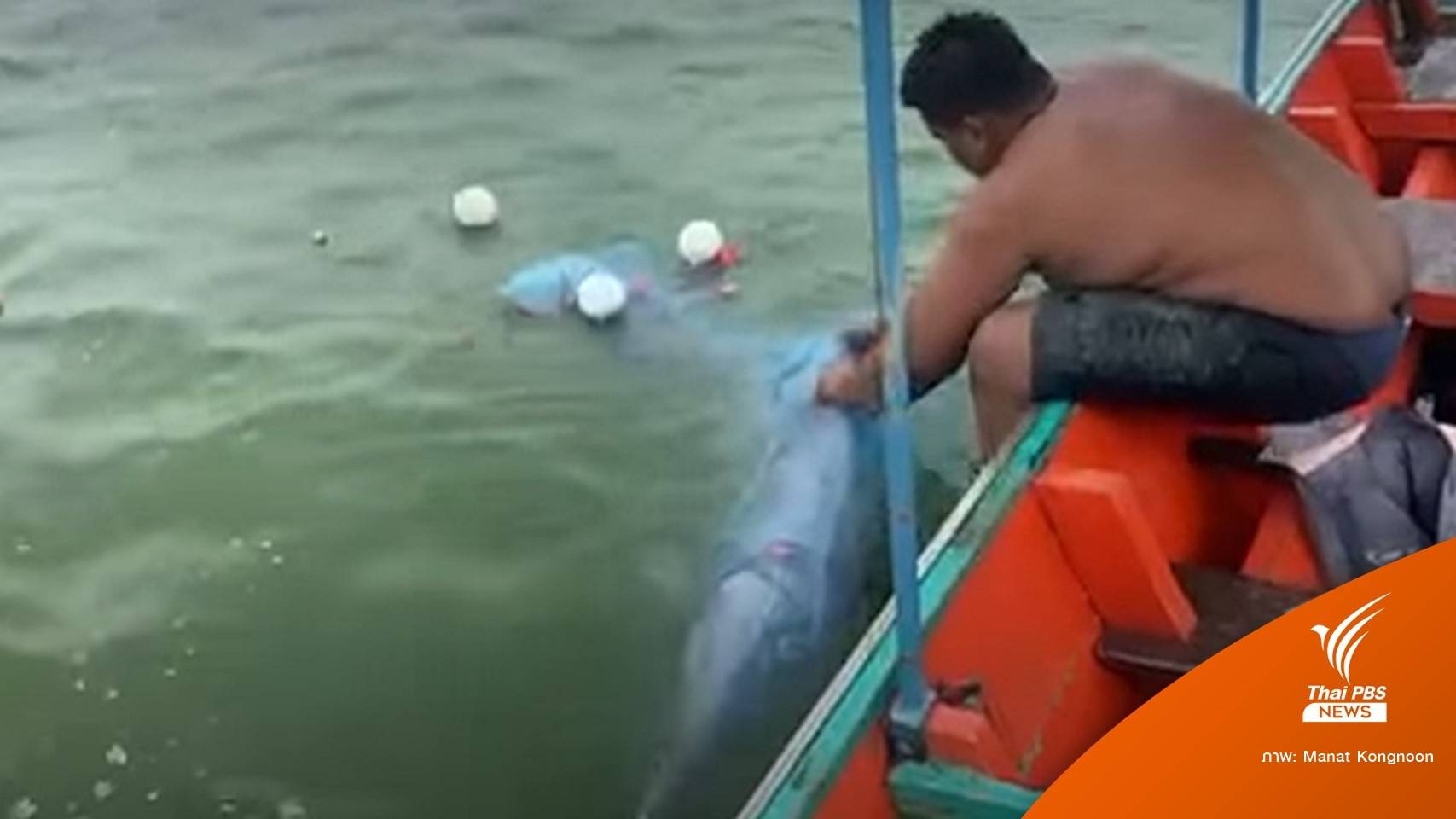 ฮีโร่! ช่วยชีวิต "ลูกโลมา" พ้นติดอวนหลังแม่ส่งสัญญาณขอให้ช่วย