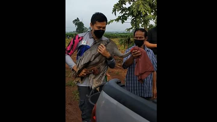 บินข้ามจังหวัด! ส่งกลับ"นกกระเรียนพันธุ์ไทย" คืนห้วยจระเข้มาก