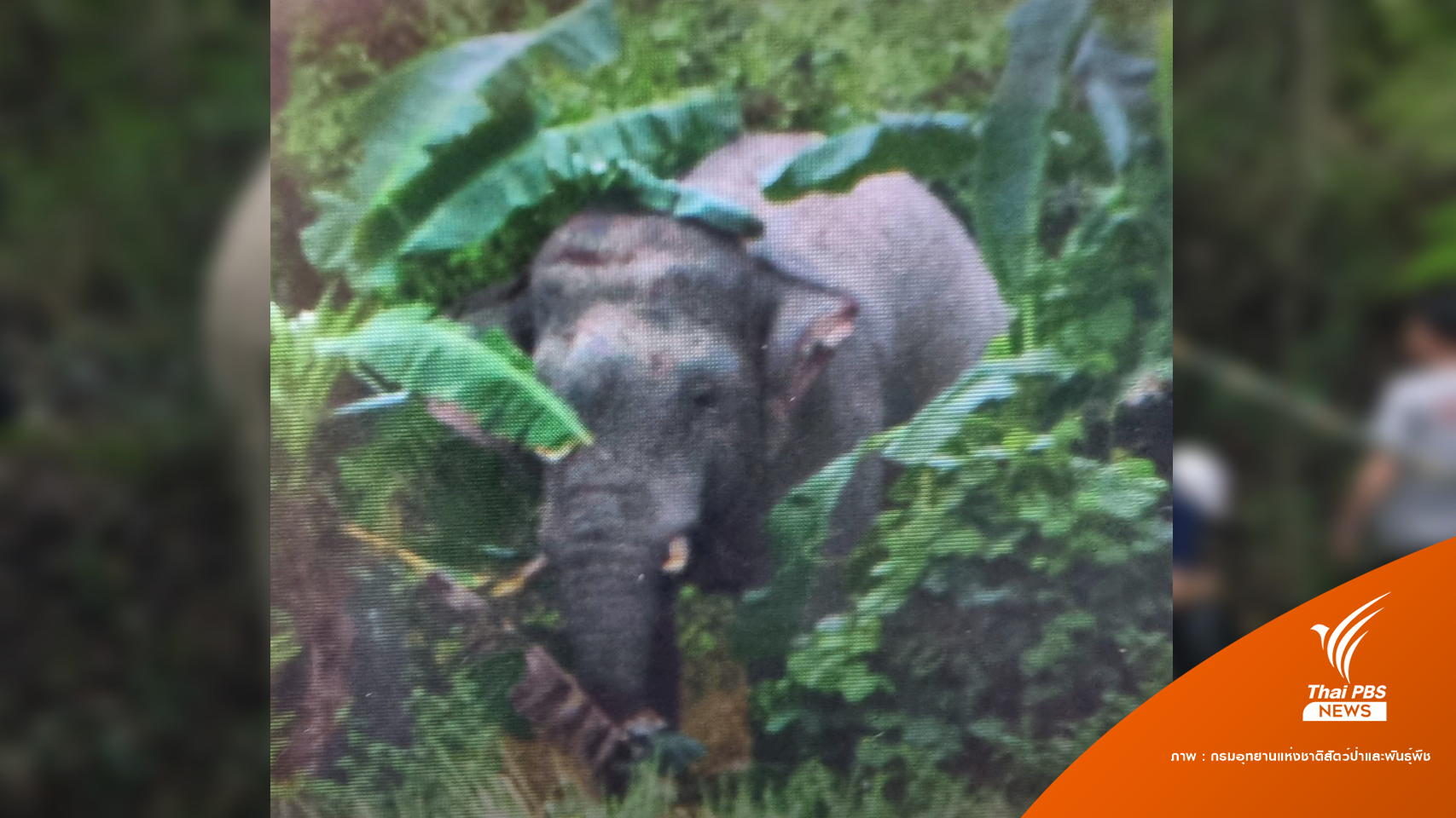 วางแผนจับ "พลายงาเก" หลังติดปลอกคอแต่ยังออกนอกพื้นที่