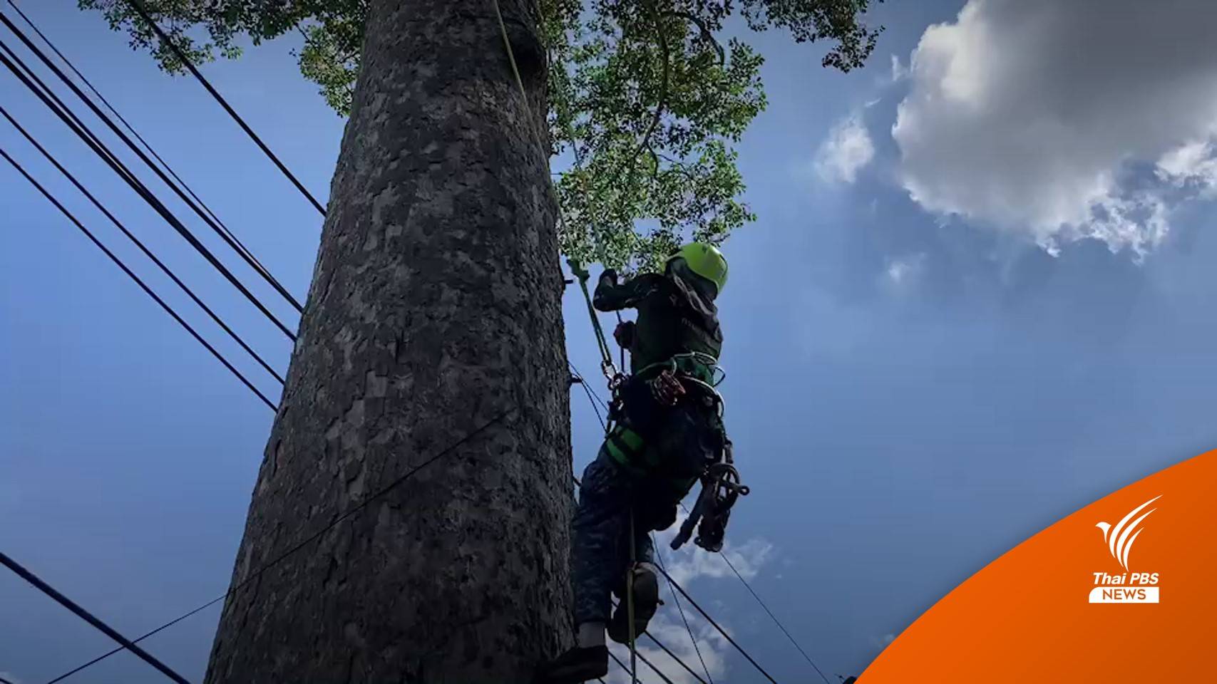 ภารกิจ "รุกขกร" ฟื้นฟูต้นยางนาอายุร้อยปี ถนนเชียงใหม่-ลำพูน