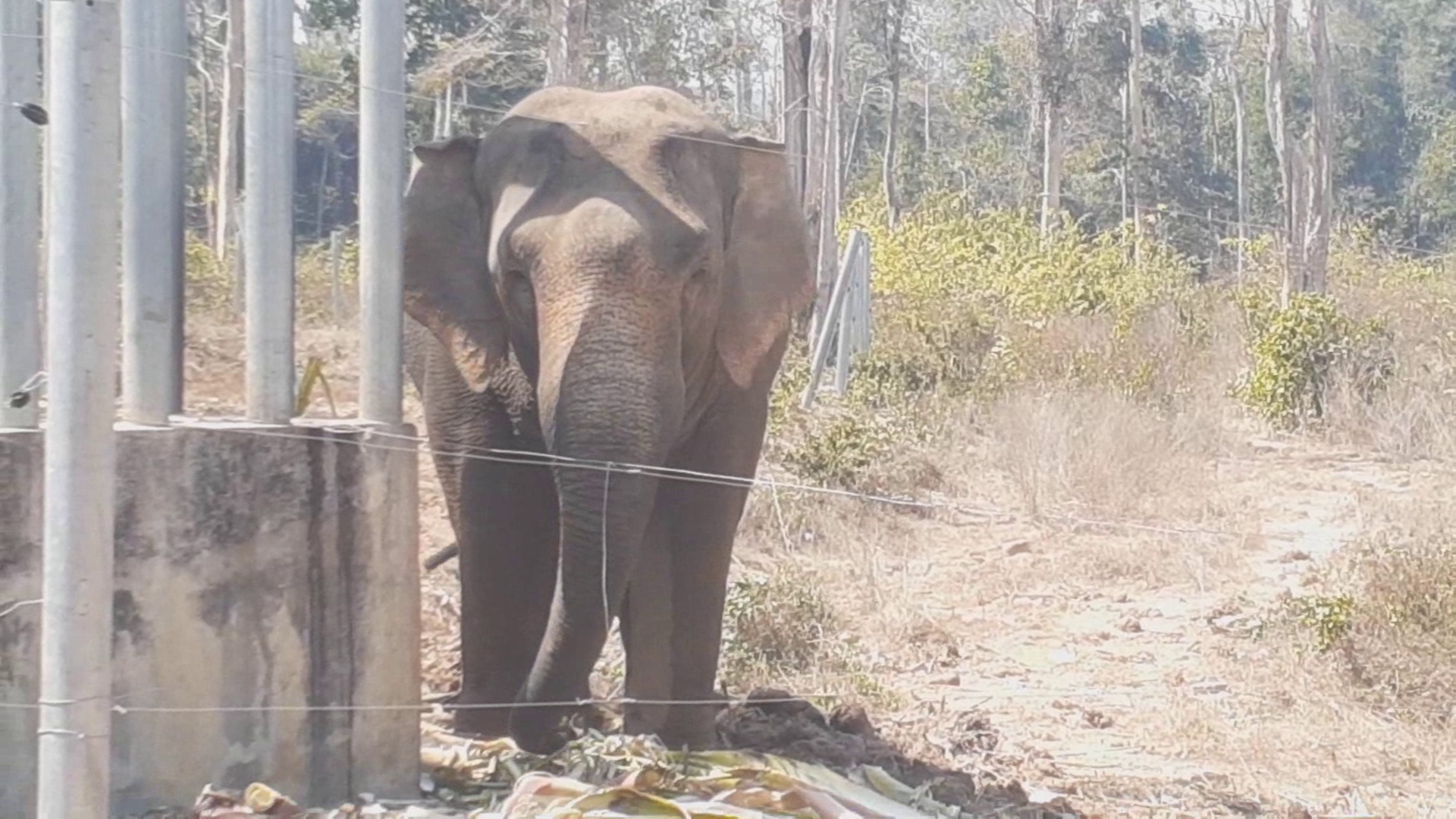พบตัวแล้ว "ช้างป่าสีดอแก้ว" หลังพังรั้วหนีจากสถานกักกันเขาตะกรุบ