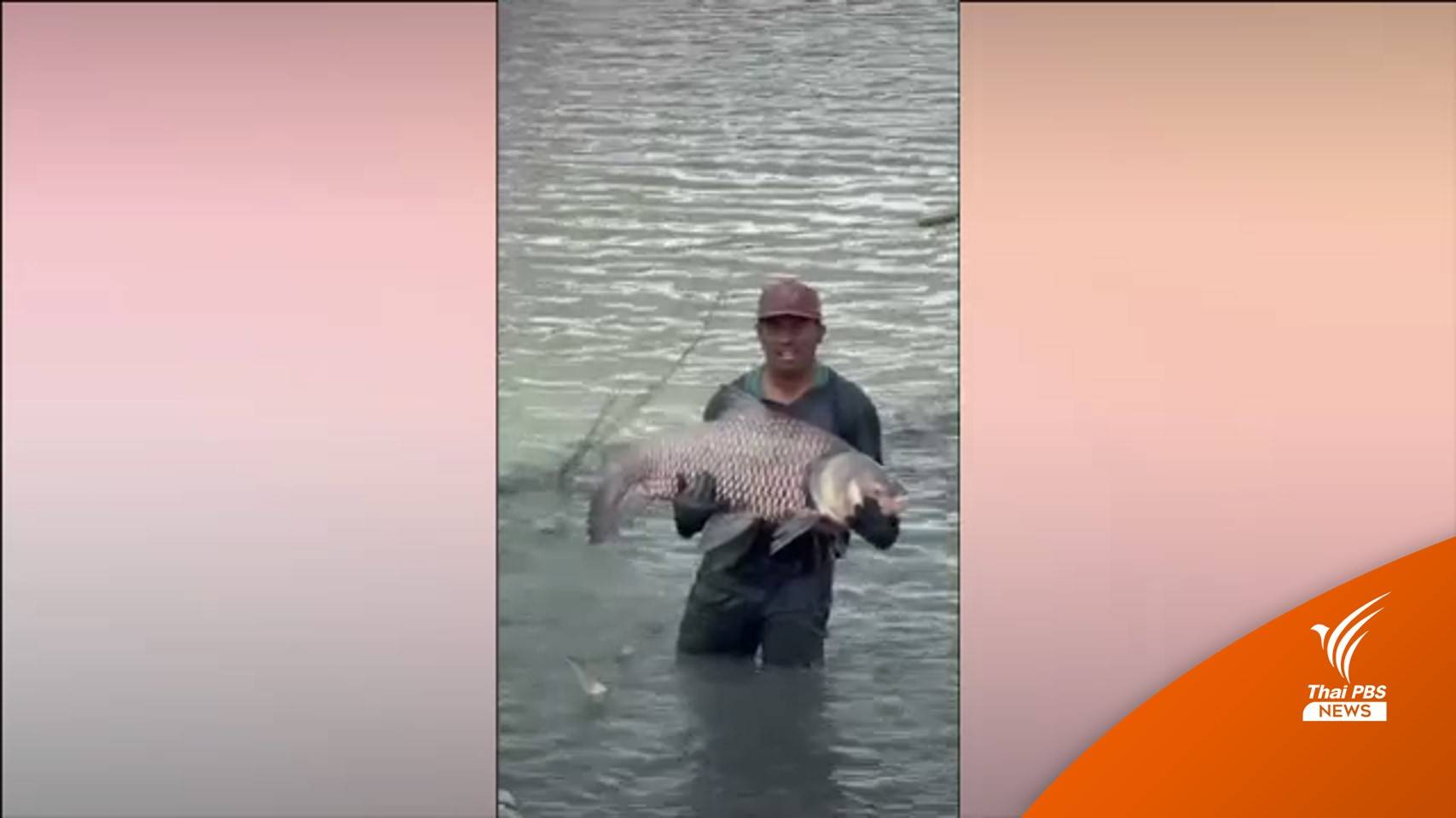 จ.อ่างทอง ฝั่งตะวันตกน้ำแห้ง เกษตรกรเร่งย้ายปลานับแสนตัว