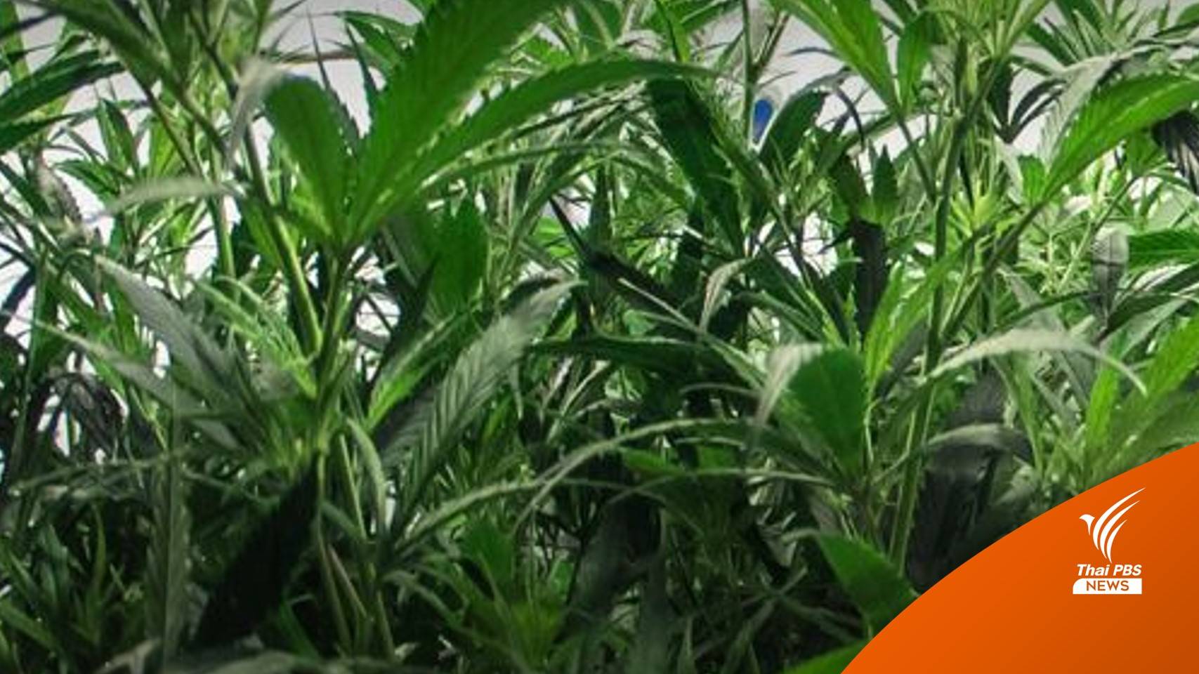 อย.ระบุ "กัญชง" กระแสตอบรับดีมาก หนุนแปรรูปส่งออก นำรายได้เข้าไทย