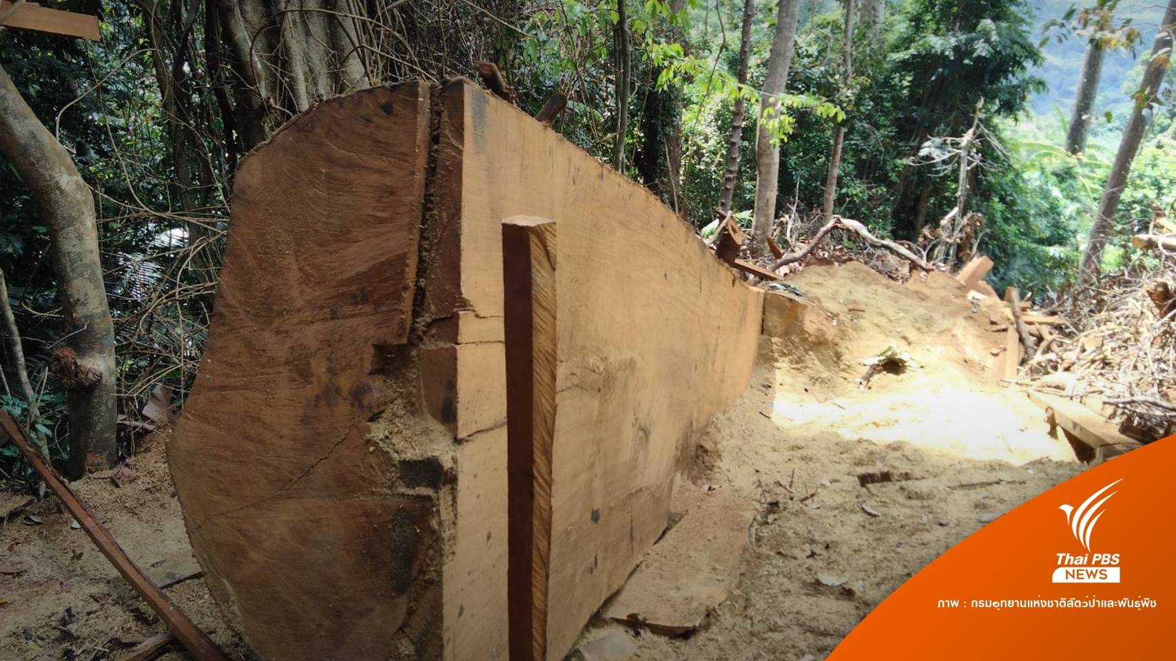 โผล่อีก! ลอบตัด "ต้นตะเคียนชันตาแมว" ในป่าบูโด-สุไหงปาดี