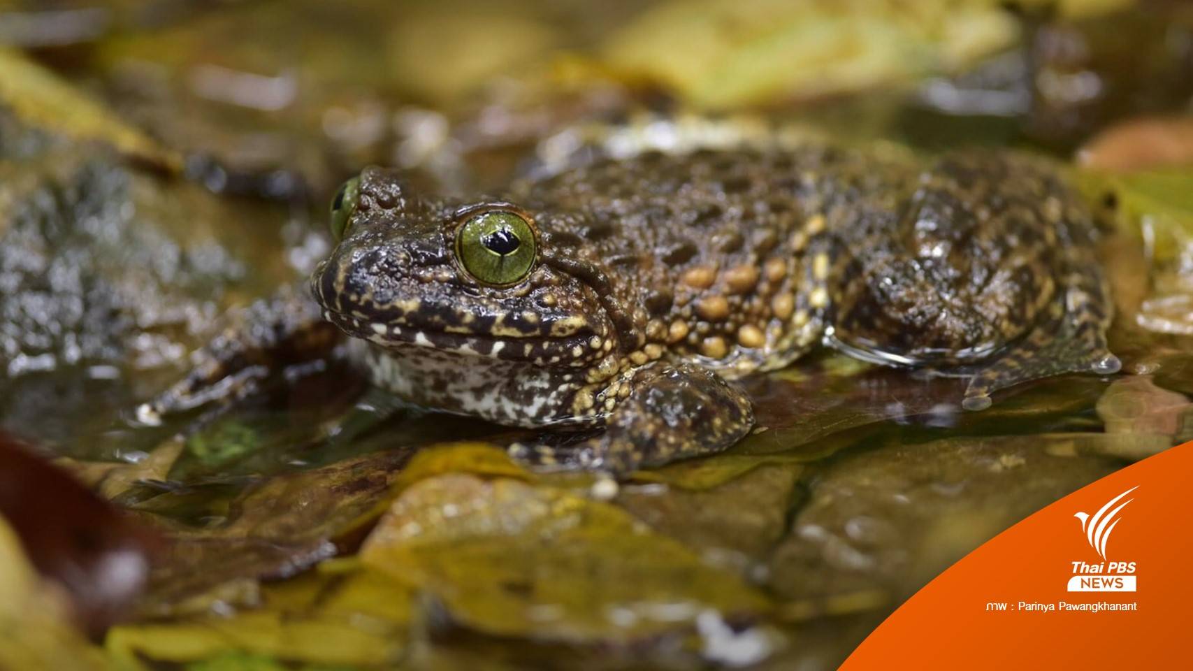 พบสายพันธุ์ใหม่ "กบอกหนามน่าน" เขตอุทยานฯ ดอยภูคา