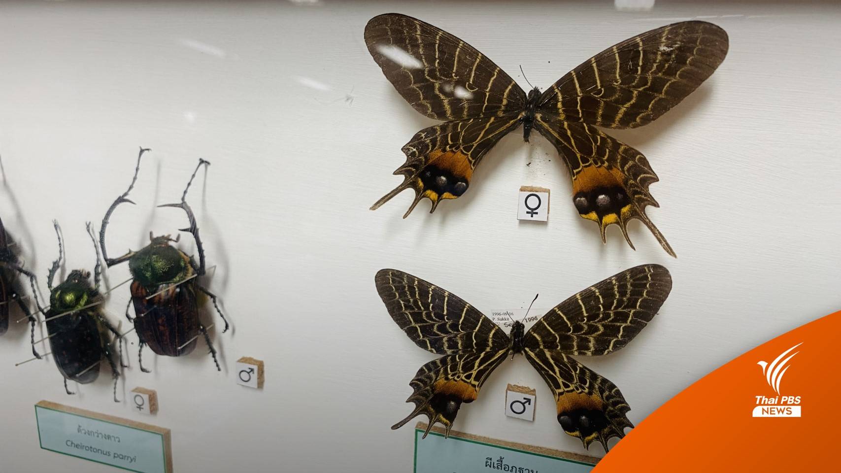 ผีเสื้อของไทยที่หายไป?