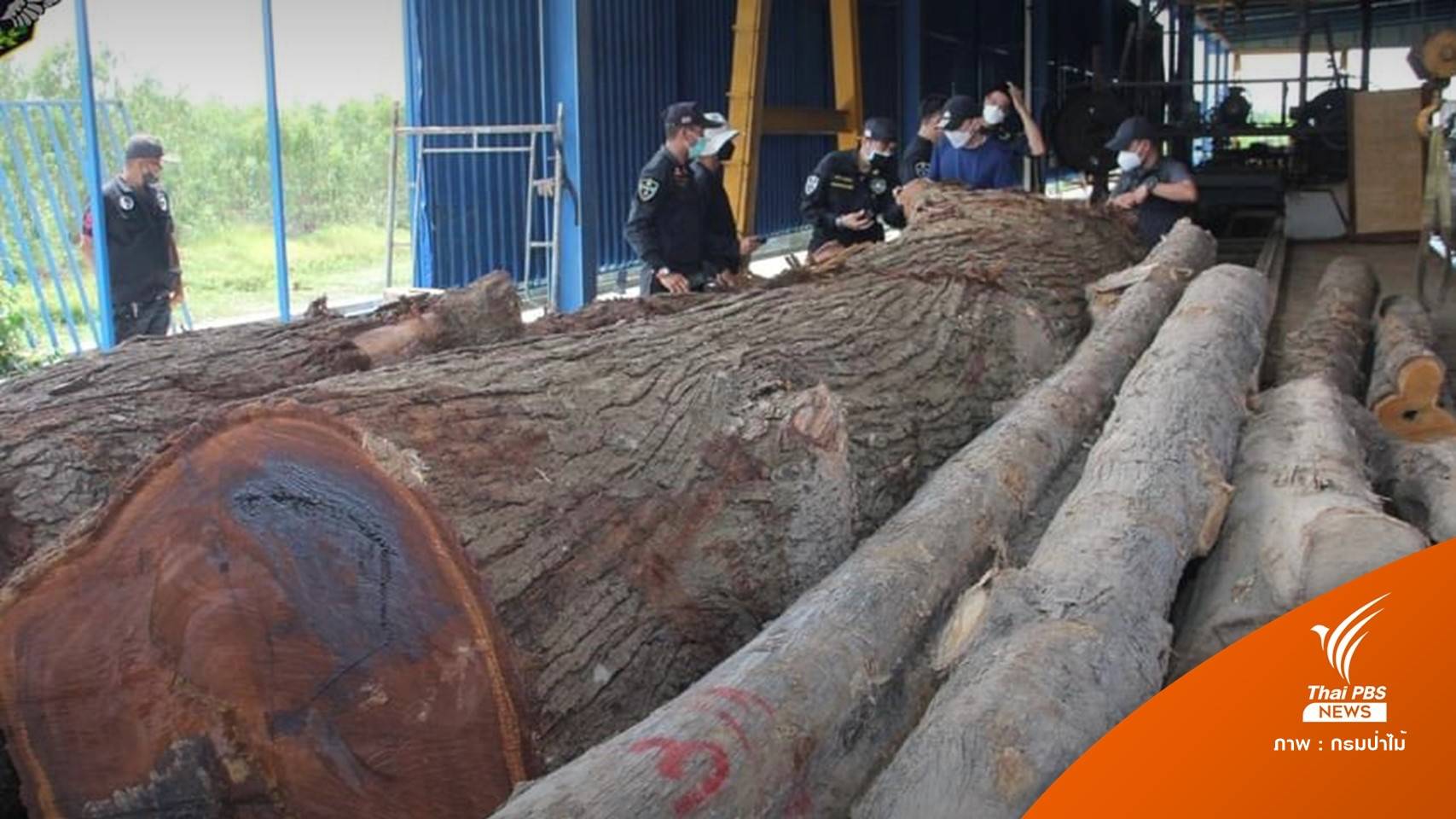 บุกค้นโรงเลื่อยโยงซุก “ไม้ตะเคียนยักษ์”ลอบตัดจากป่านราธิวาส