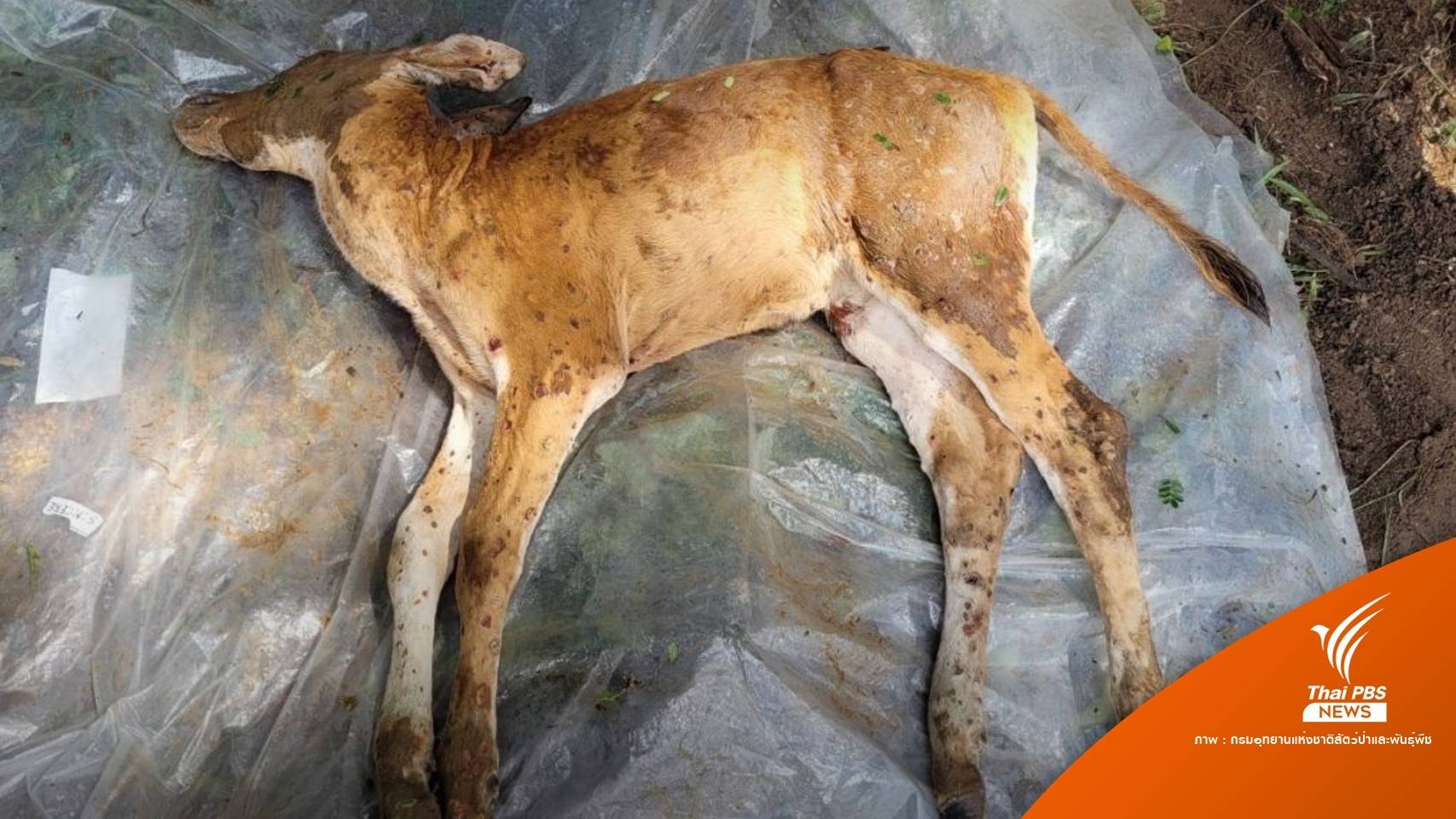 โผล่อีก "ลูกวัวแดง" ป่าอ่างฤาไน ติดลัมปี สกินตาย