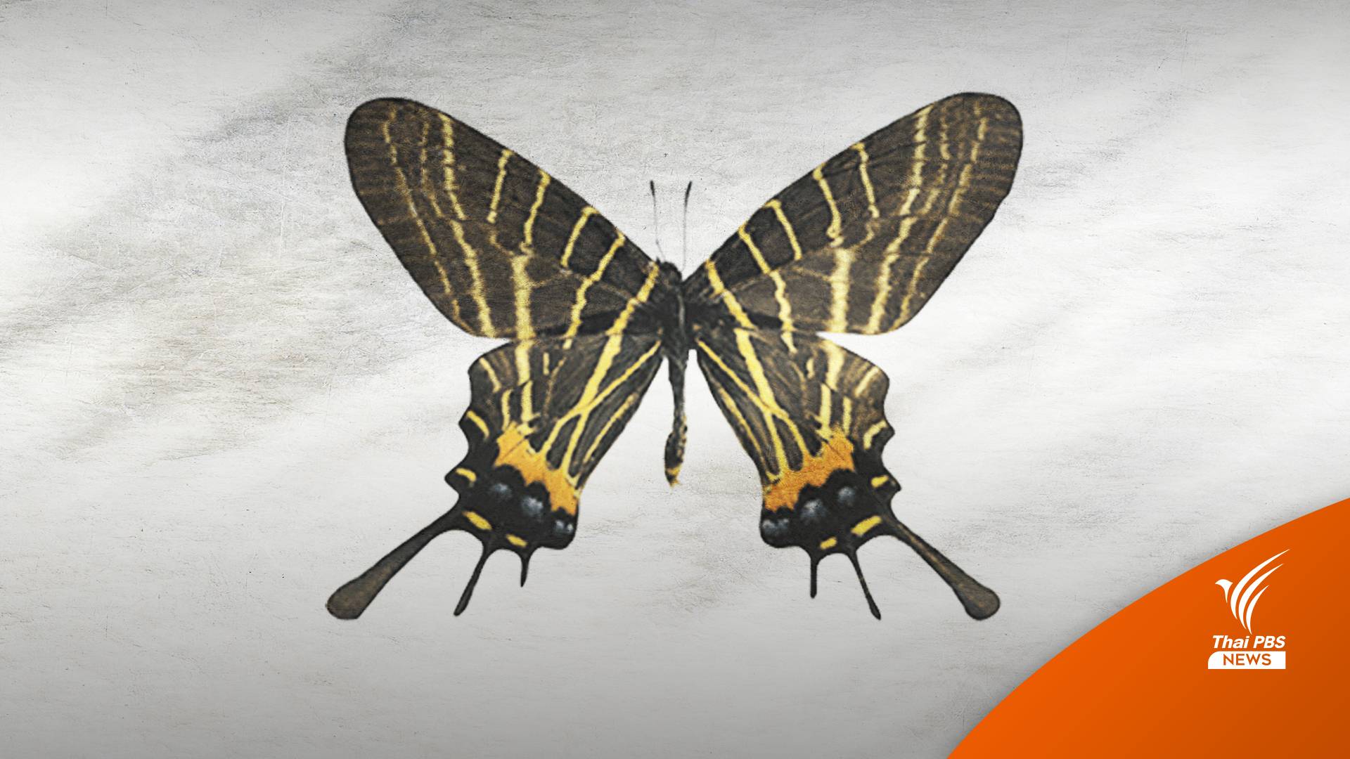 ไฟป่า-รุกที่-จับขาย ต้นเหตุ "ผีเสื้อสมิงเชียงดาว" หายไปกว่า 40 ปี