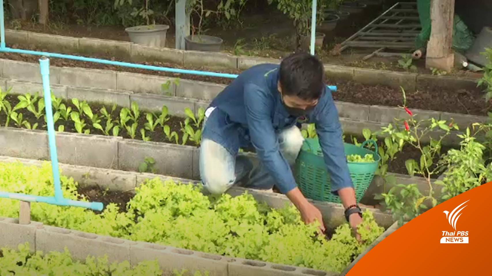 อดีตวิศวกรทิ้งงานประจำปลูกผักขายรายได้ดี