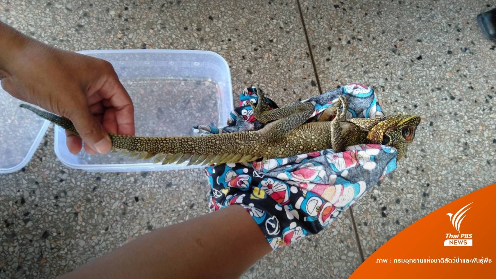 เร่งหามือทิ้ง "งูหลามต้นไม้-กิ้งก่าอินโด" ริมป่าชายเลนสตูล