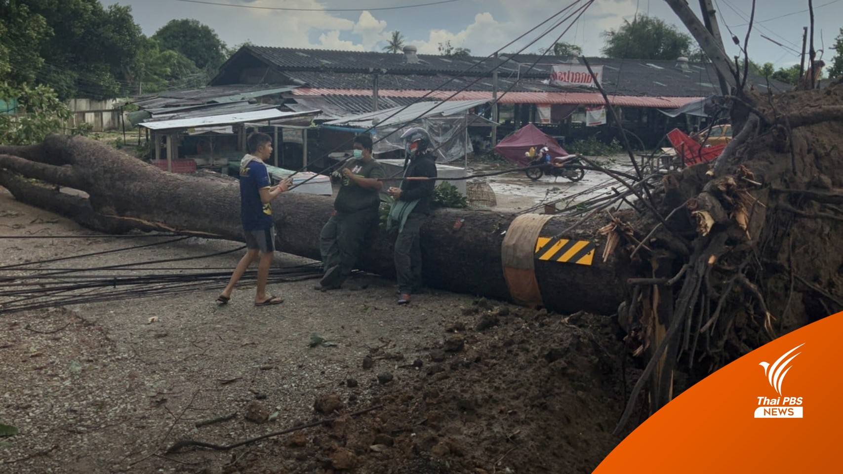 ต้นยางนาริมถนนสาย "เชียงใหม่-ลำพูน" ล้มทับบ้านเรือนเสียหาย