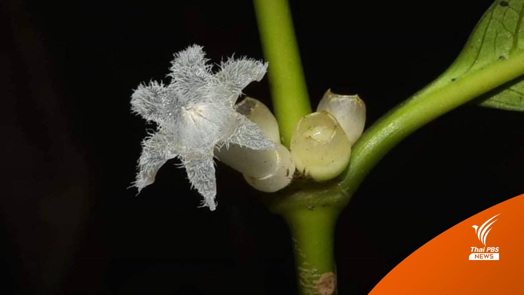 ค้นพบพืชชนิดใหม่ “ดาราพิลาส” ส่งเสริมแหล่งท่องเที่ยวอันดามัน