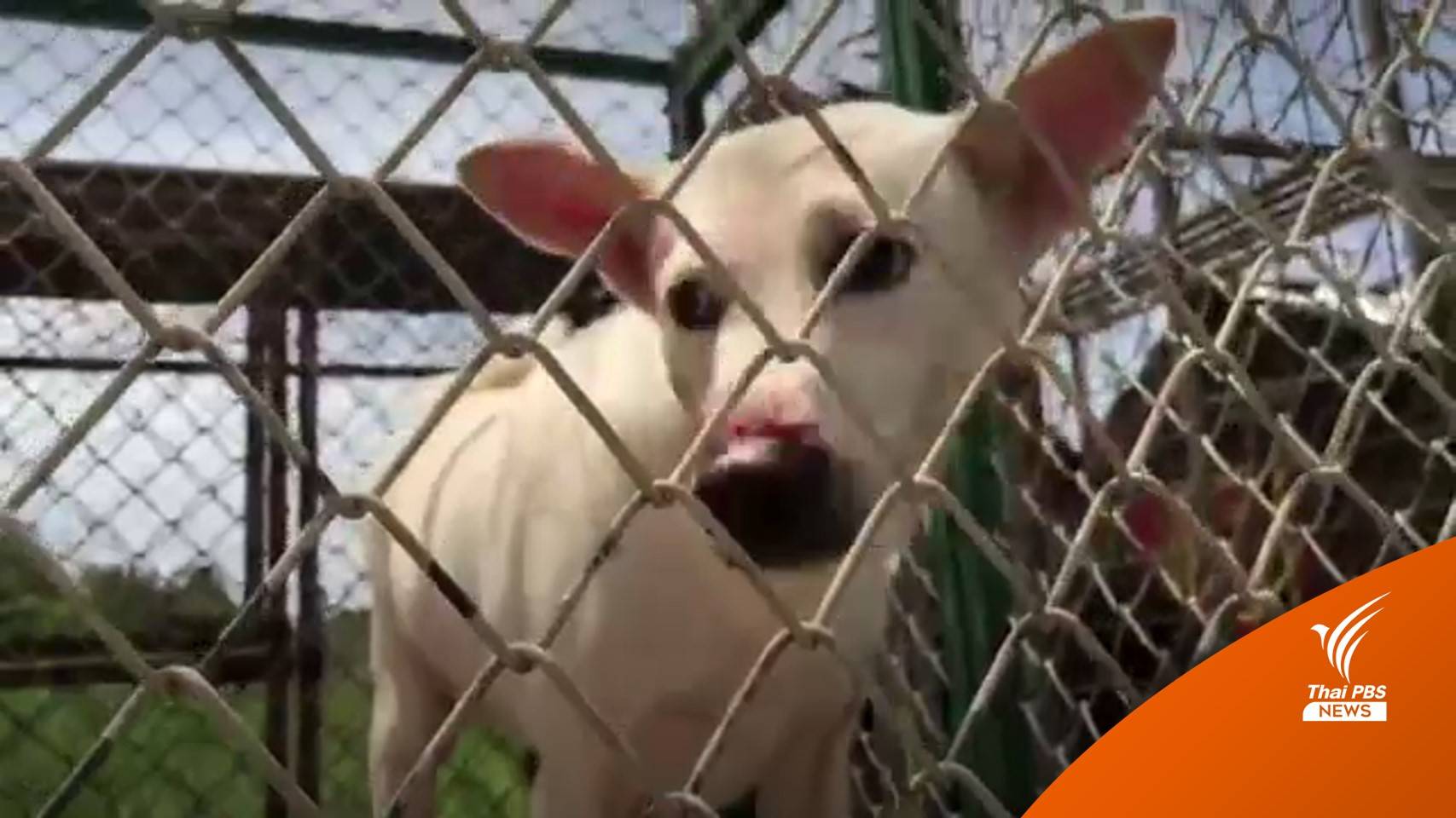 วอชด็อกฯ แจ้งความช่วยสุนัข 40 ตัว เมืองชลบุรี