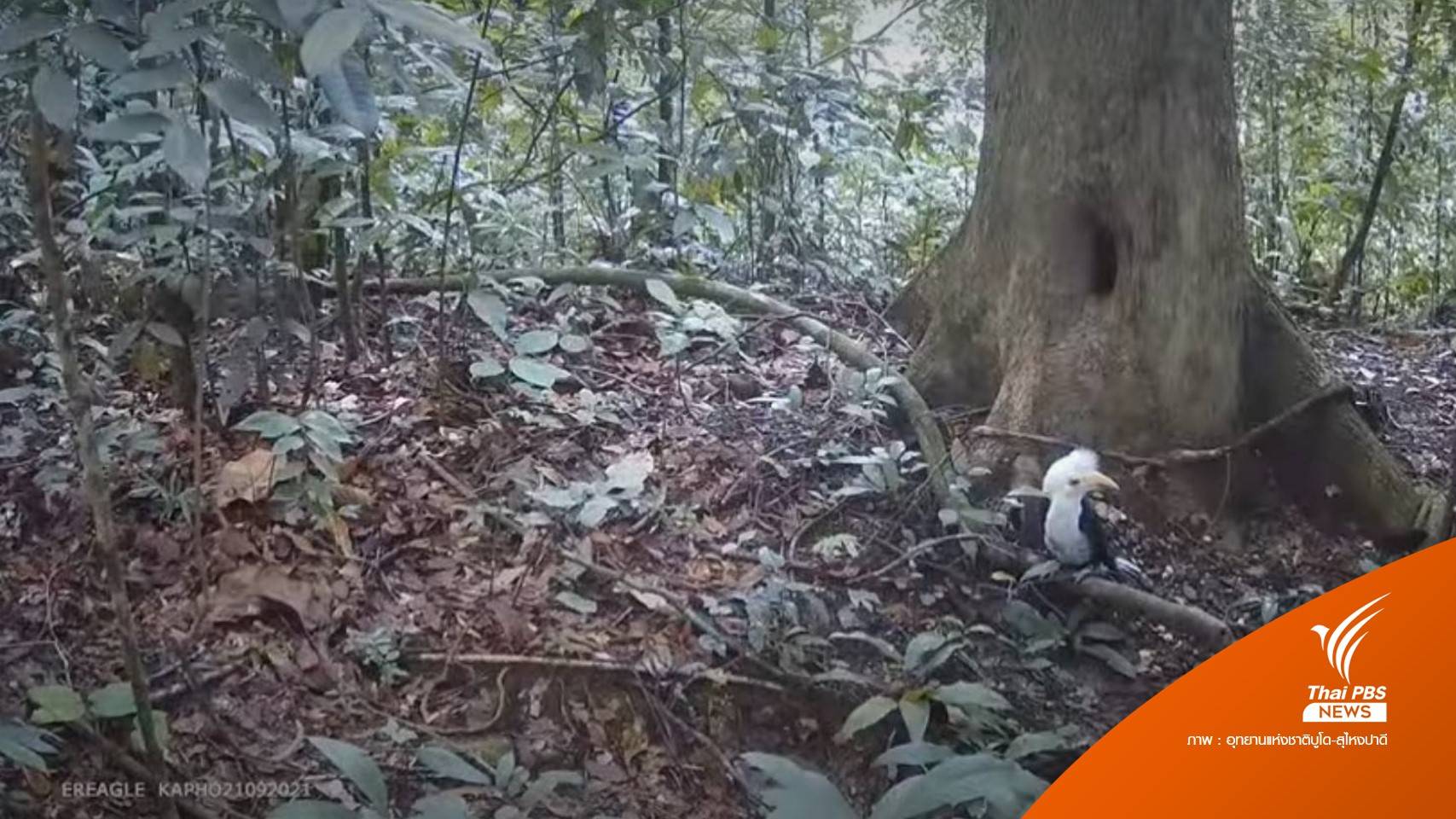 ชมคลิป "ลูกนกเงือกหัวหงอก" ออกจากโพรง ป่าอุทยานฯ บูโด-สุไหงปาดี