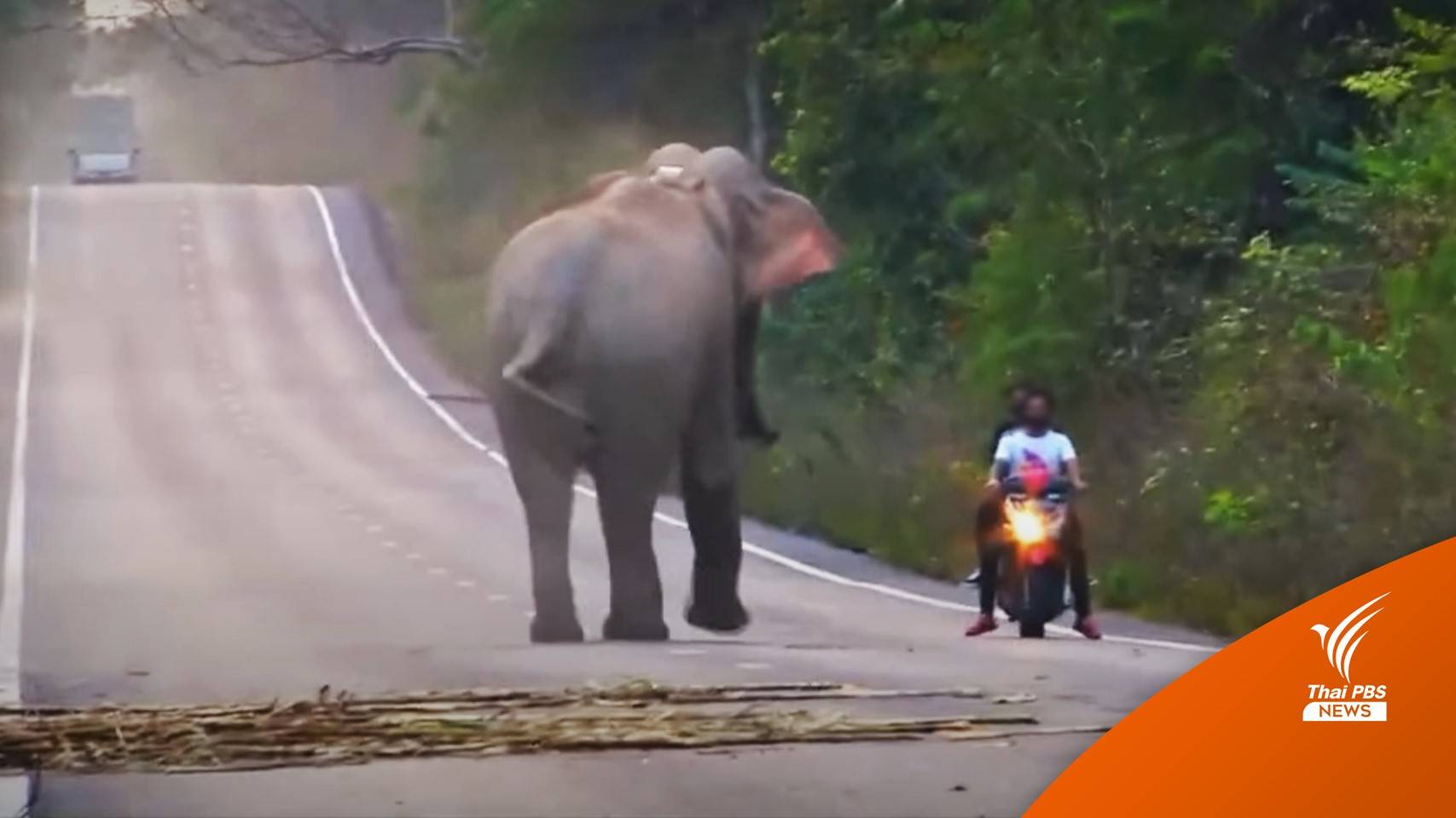 "หมอล็อต" เล่านาทีชีวิต ช้างป่าปรี่ใส่ 2 หนุ่ม เตือนอย่าทำตกใจ