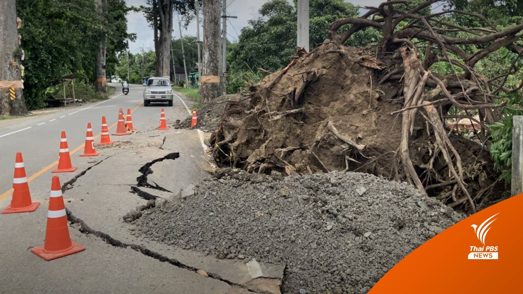 ตรวจรากต้นยางนาล้มทับบ้าน พบรากไม่สมบูรณ์-แห้ง-ไม่ยึดหน้าดิน