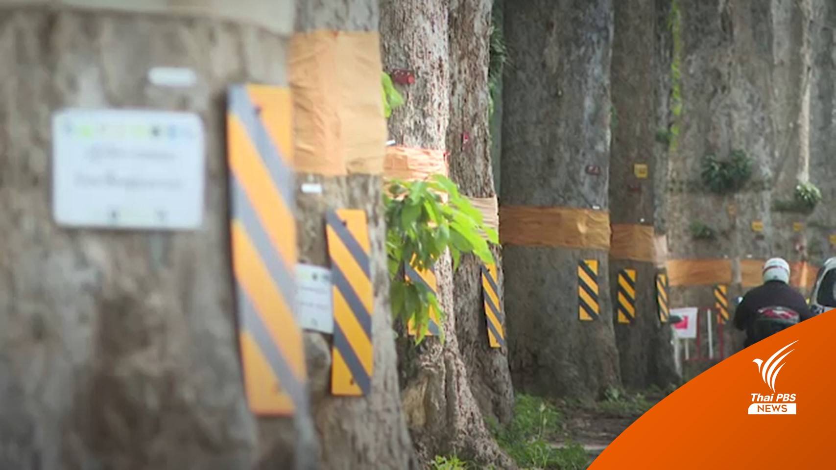 ตร.รวบตัวชายหญิงในคลิป OnlyFan ทำอนาจารใต้ต้นยางนา