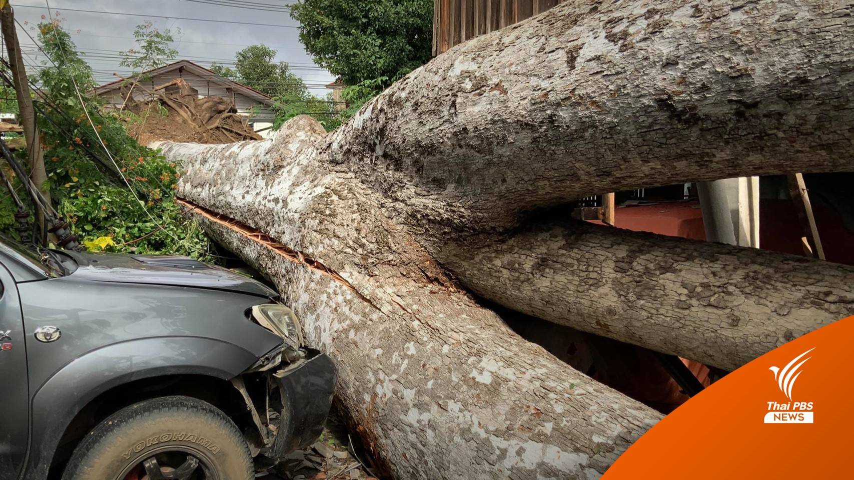 เร่งสำรวจ "ต้นยางนา" ติดอุปกรณ์เตือนก่อนโค่นล้ม