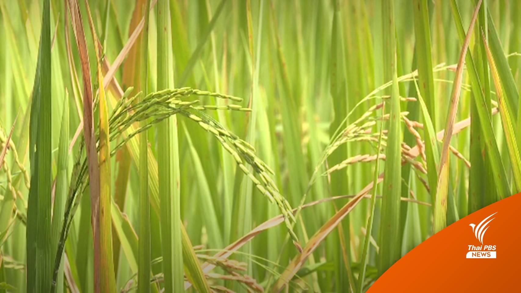 ชาวนาร้องรัฐช่วยเหลือ ข้าวเหนียวราคาตกต่ำ