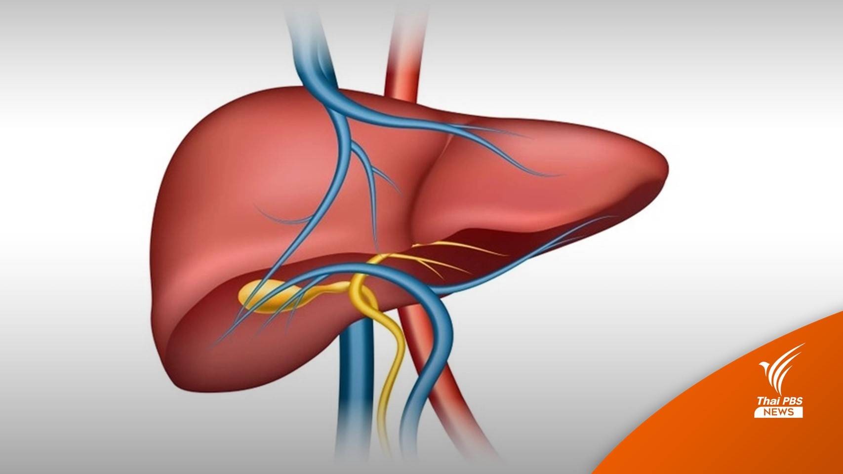 ภัยเงียบ “ไวรัสตับอักเสบบี” ติดเชื้อไม่รักษาเสี่ยงตับแข็ง-มะเร็งตับ