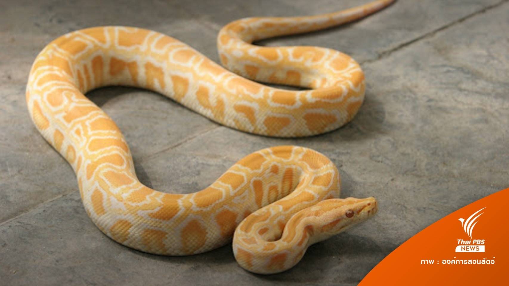 17 แห่งอนุญาตเพาะงูเหลือม-หลามได้ "แต่ห้ามกิน"