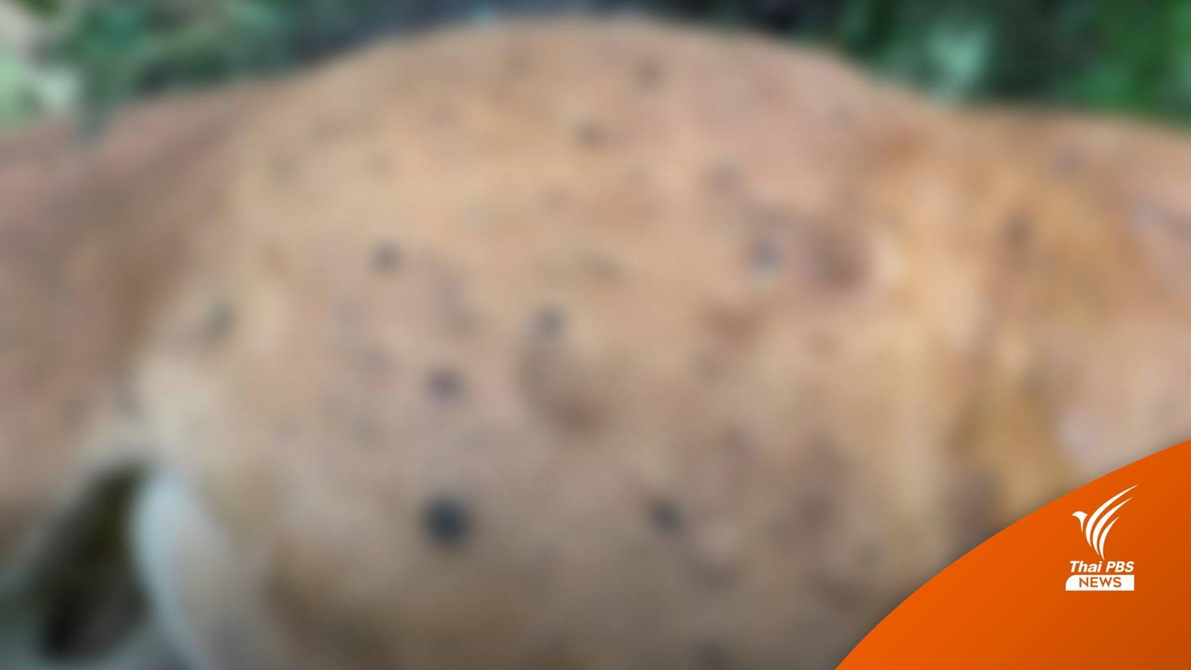 ผลแล็บซาก "วัวแดง 2 ตัว" ป่าห้วยขาแข้ง ติดลัมปี สกิน