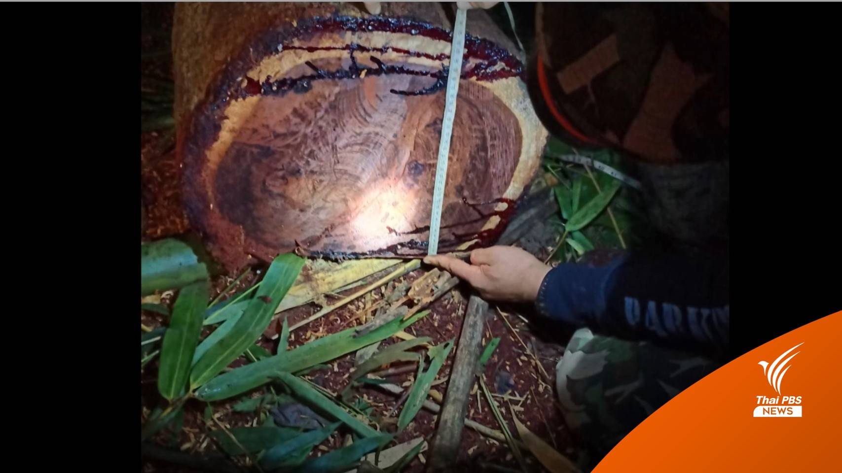 ยิงสนั่นกลางป่า "ถ้ำผาไท" ซุ่มจับลอบตัดไม้ได้ผู้ต้องหา 1 คน