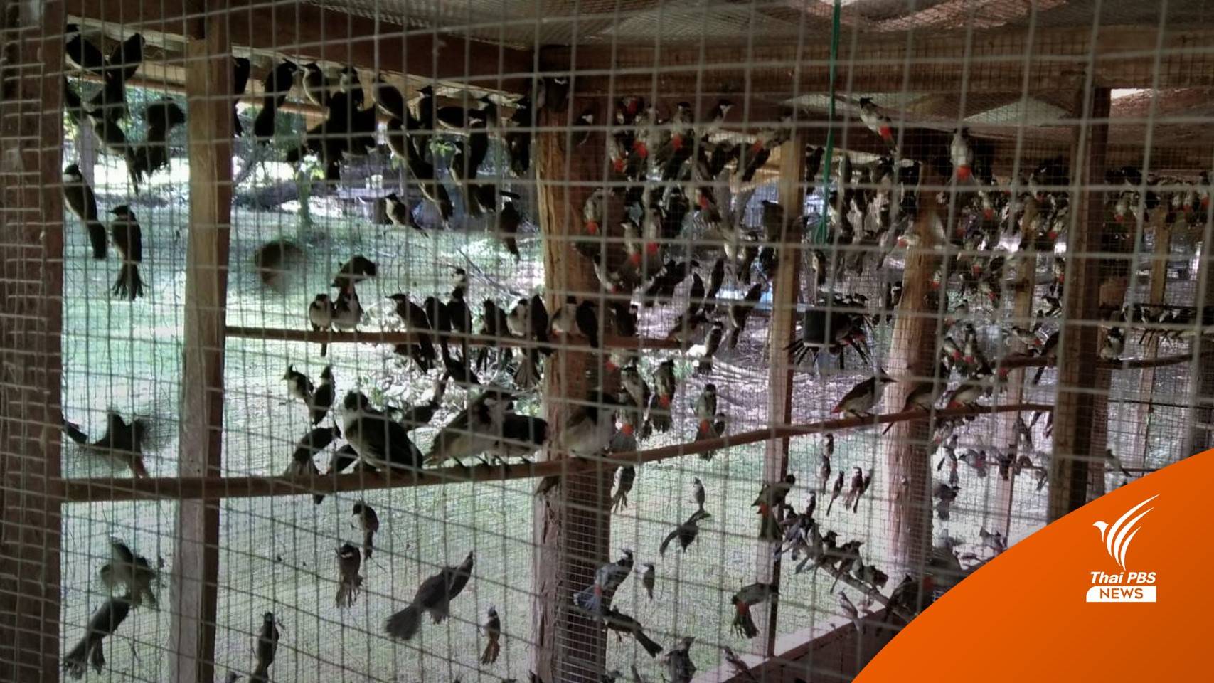 ยึด "นกปรอดหัวโขน" 1,700 ตัว ลอบนำเข้าชายแดนไทย-ลาว