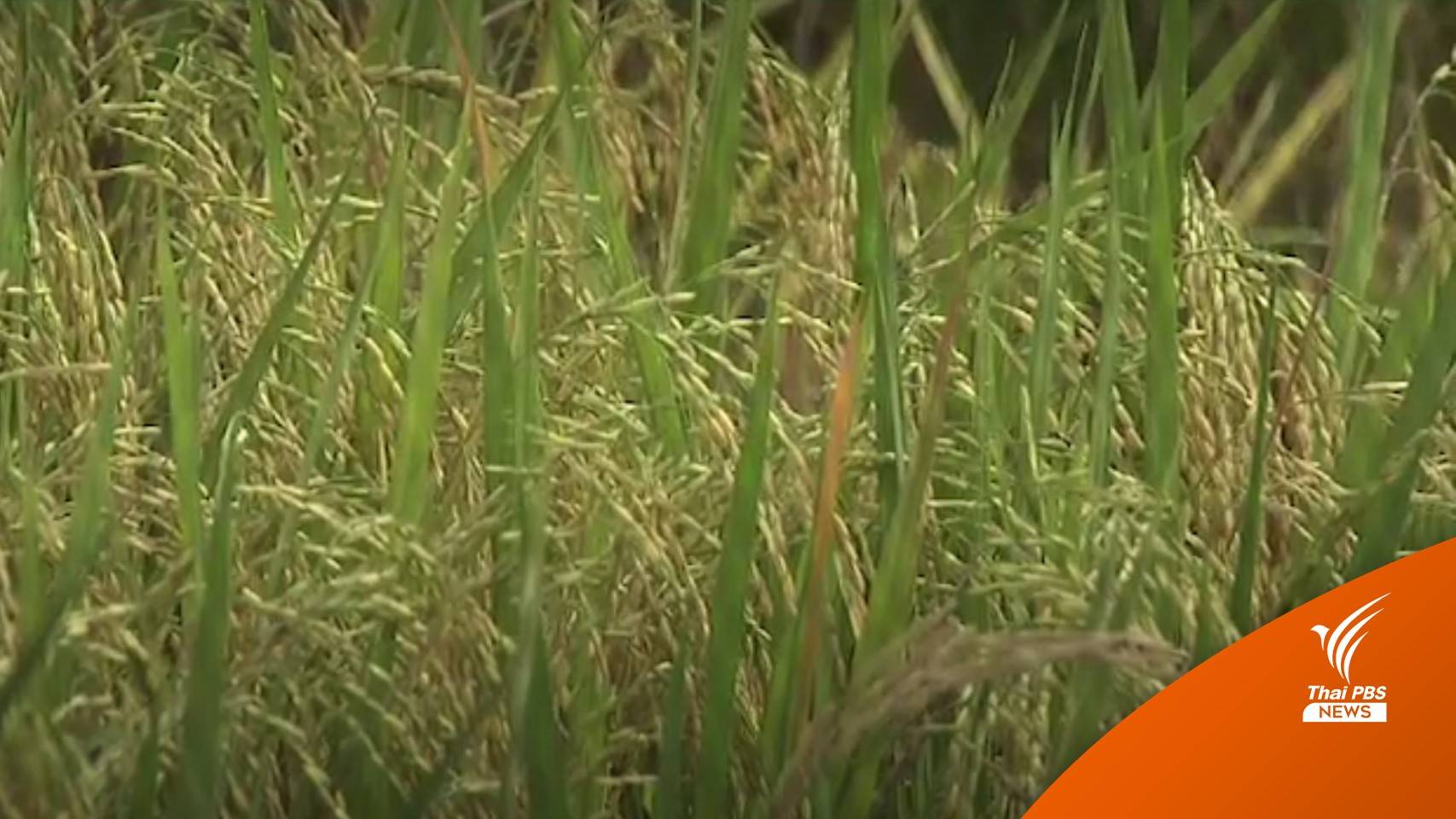 ครม.อนุมัติ 2.7 หมื่นล้าน ประกันรายได้ "ข้าว-ข้าวโพด-มันสำปะหลัง"