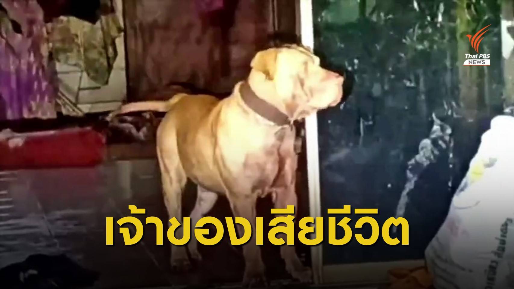 เจ้าของหมาพิตบูลวัย 56 ปี เสียชีวิตแล้ว หลังถูกกัดเจ็บสาหัส