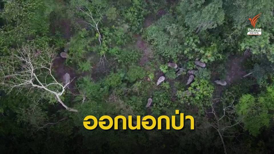 ช้างป่า 20 ตัวออกนอกพื้นที่ "เขาใหญ่" ใกล้ชุมชน