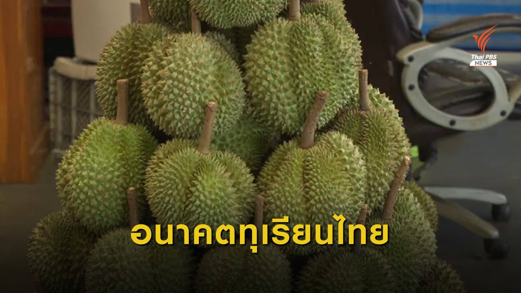 อนาคตทุเรียนไทยน่าห่วง