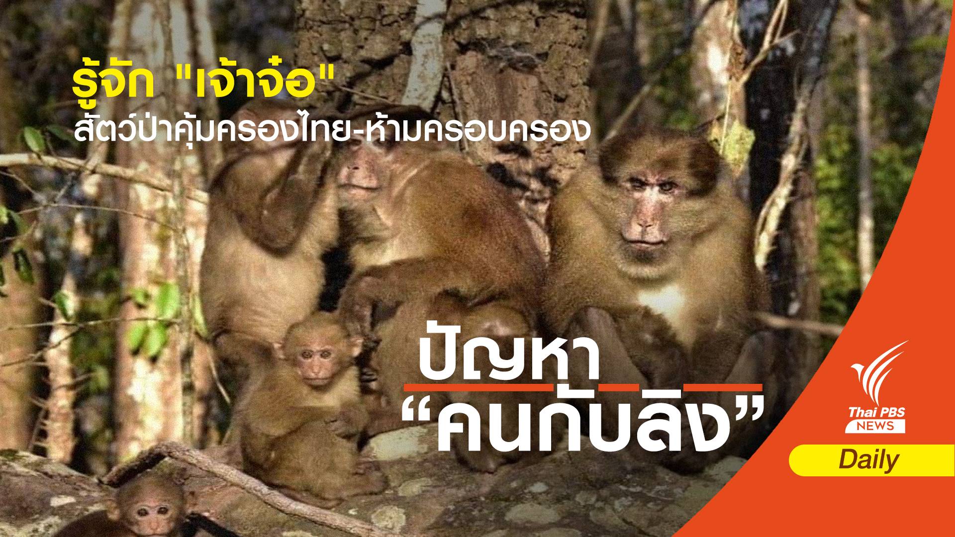 รู้จักลิง 6 สายพันธุ์สัตว์ป่าคุ้มครองในไทย "ห้ามครอบครอง" 