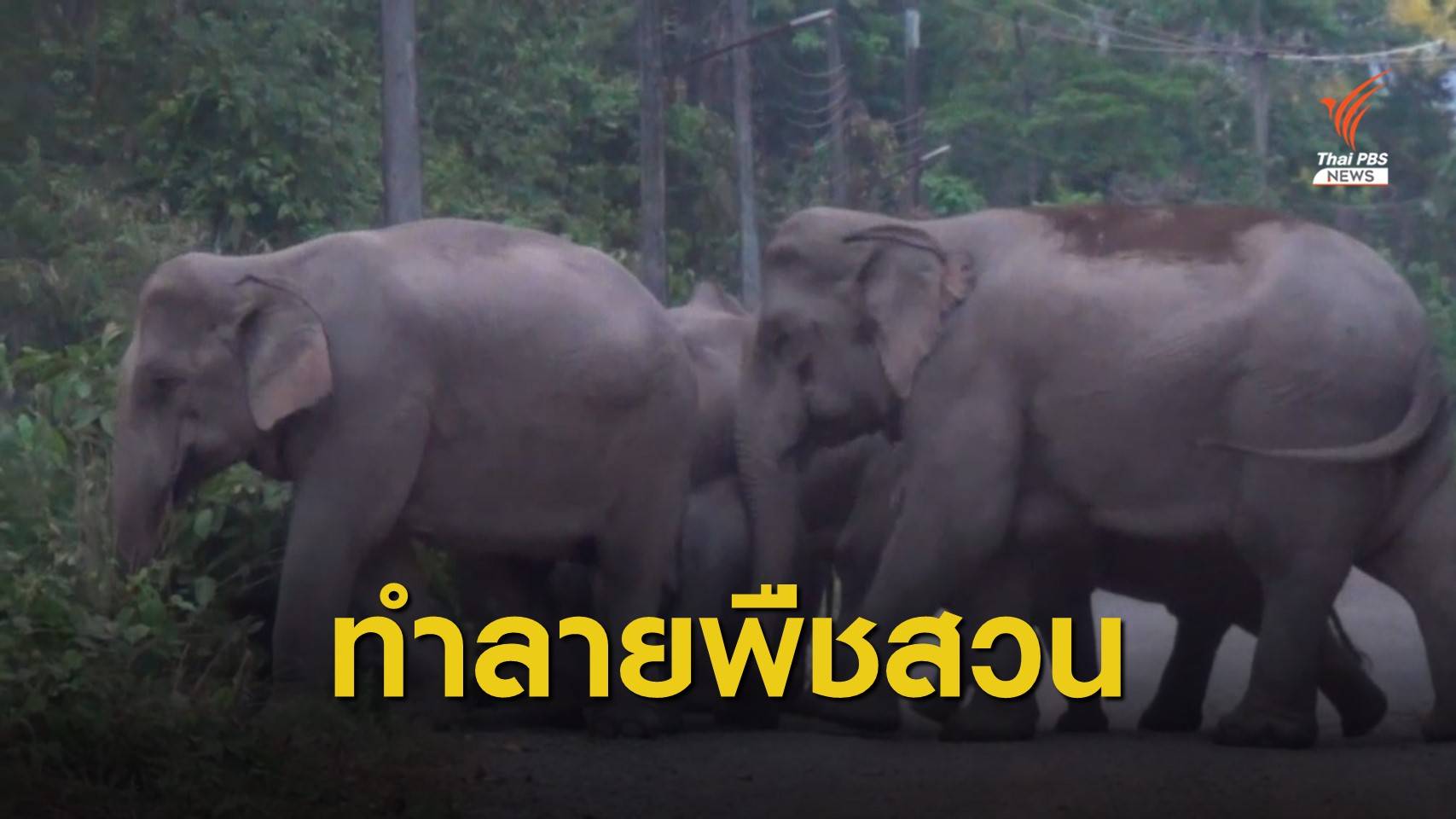 ช้างป่ากว่า 30 ตัวทำลายพืชสวน จ.นครนายก