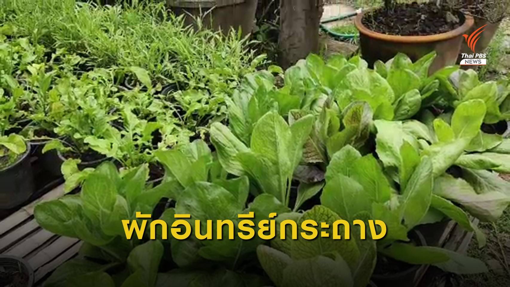 เกษตรกรปิ๊งไอเดีย! ปลูกผักอินทรีย์ในกระถาง
