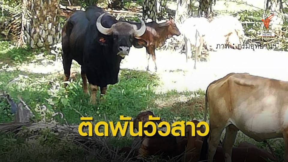 เฝ้า 24 ชม. "กระทิงป่าเขาสก" ติดพันวัวชาวบ้าน