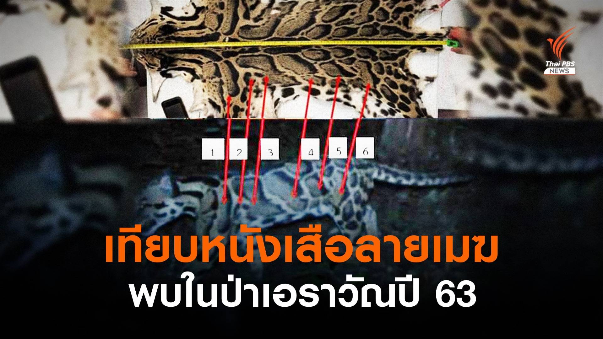 เทียบซากหนังเสือลายเมฆ สรุปตัวเดียวกับเสือในป่าเอราวัณ