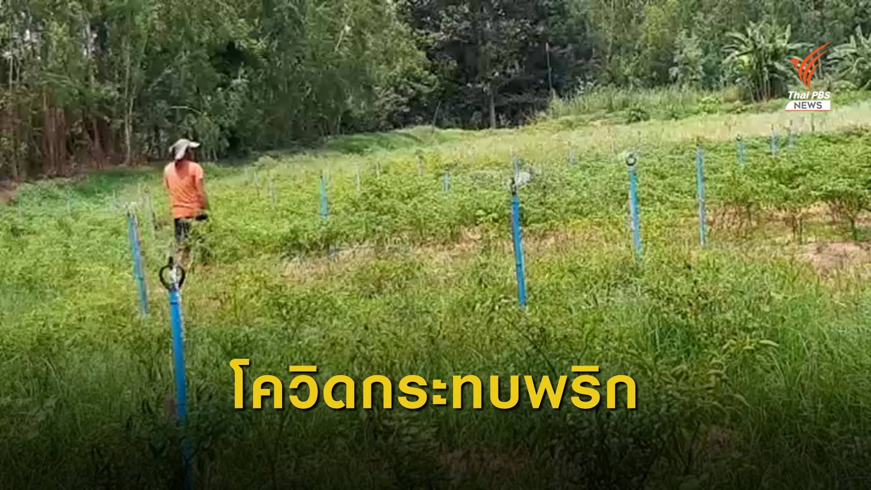 COVID-19 กระทบผู้ปลูกพริก จ.มหาสารคาม