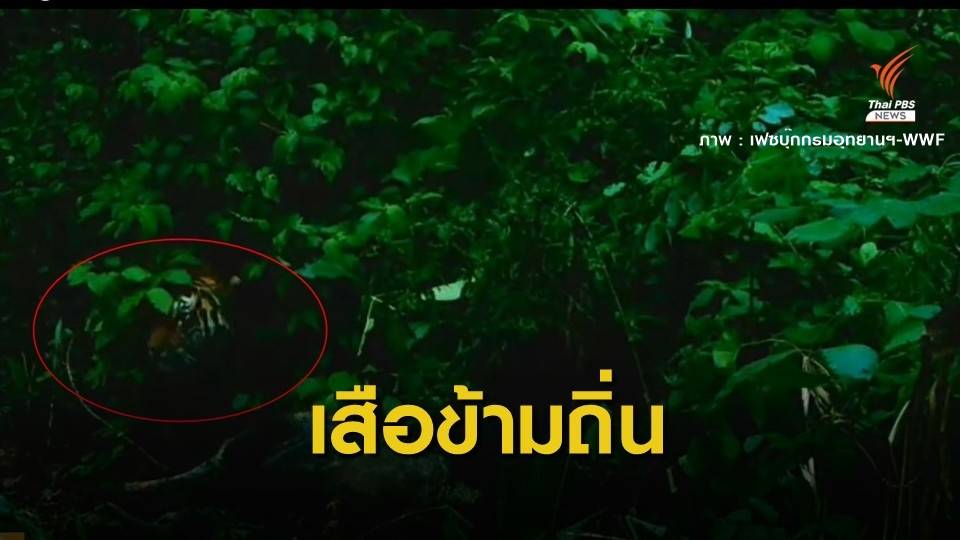 เปิดหลักฐาน "เสือโคร่ง" รหัส HKT-262F หากินข้ามถิ่นถึงป่าแม่วงก์